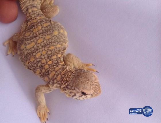 ضب يتسبب في استقالة مهندس وينقله للمستشفى