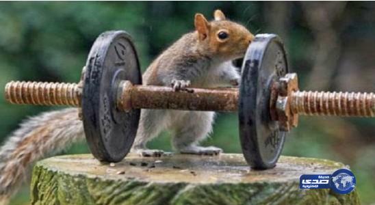 سنجاب يتسبب في انقطاع الكهرباء عن آلاف المشتركين بسان فرانسيسكو