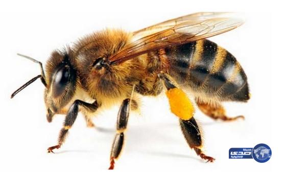 نحلة تتسبب في هبوط طائرة «اضطراريا»