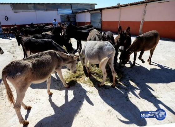 ذبح لحوم الحمير وبيعها كالحوم مبردة في مصر