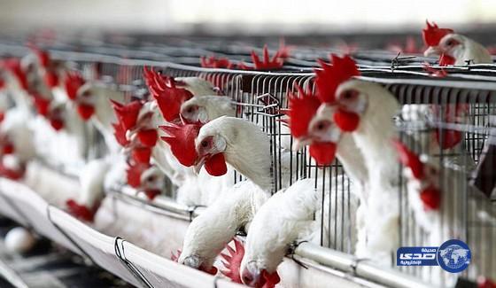 حظر استيراد الدواجن من تركيا بسبب إنفلونزا الطيور