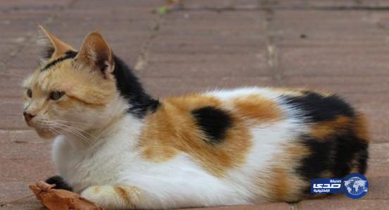 “قطّة” تنقذ جنوداً مصريين من الاغتيال بوجبة مسمومة