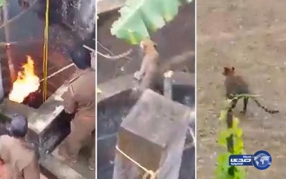 بالفيديو: إنقاذ فهد سقط في بئر عبر سلم خشبي