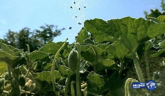 بالفيديو: نباتات تُفجر نفسها كألعاب نارية