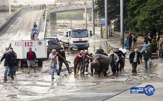 صور.. هروب 33 حيوانا مفترسا من حديقة بجورجيا