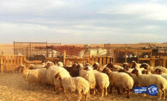 روائح كريهه من حراج الأغنام تضايق أهالي حي القادسيه بتبوك‎