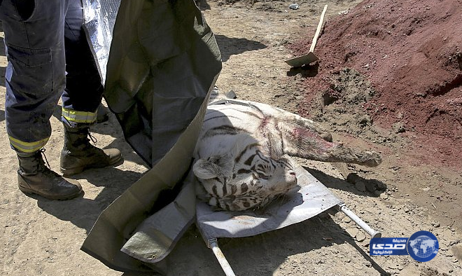 نمر يقتل رجلا ويصيب آخر في عاصمة جورجيا