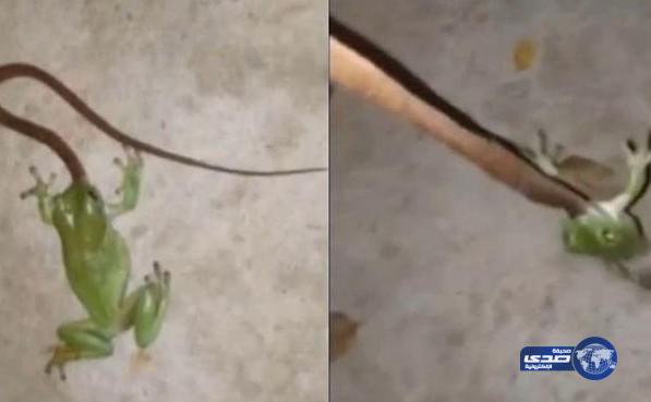 بالفيديو: ضفدع يأكل ثعبانًا حيًا بفمه الصغير