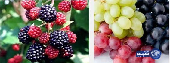 دراسة: التوت والعنب يساعدان على حرق الدهون