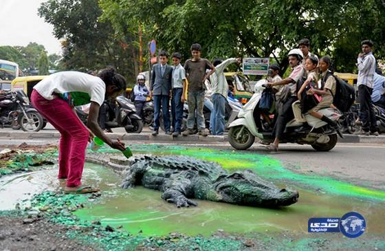 هندي يصنع تمساحا مجسما أمام حفرة في الطريق للمطالبة بإصلاحها