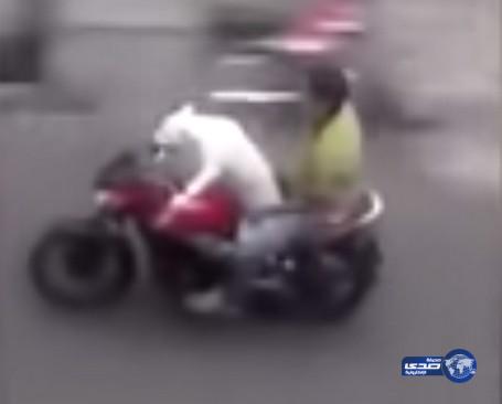 بالفيديو:الشرطة الفيتنامية تبحث عن رجل ترك كلبه يقود دراجته