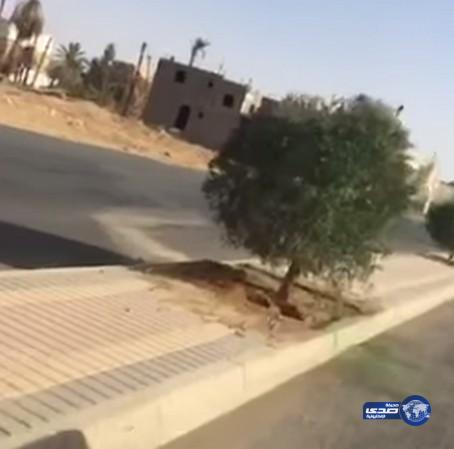 بالفيديو مواطن يوثق رش الأشجار بطلاء اخضر بالجوف‎