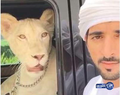 بالفيديو: ولي عهد دبي يأخذ لبؤته فروستي بجولة في سيارته