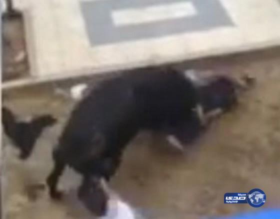 بالفيديو.. لحظة قتل ثور لرجل في مهرجان بإسبانيا