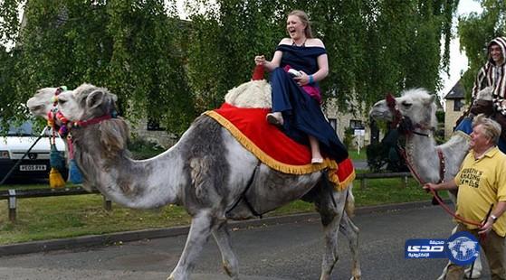 بالفيديو: فتاة تذهب إلى حفل تخرجها على جمل