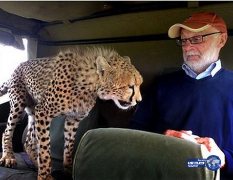 بالفيديو : صدمة سائح أيرلندي بسبب فضول الفهود خلال رحلة سفاري