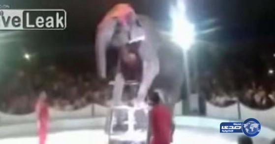 بالفيديو: لحظة سقوط فيل من أعلى سلم في سيرك ببيلاروسيا