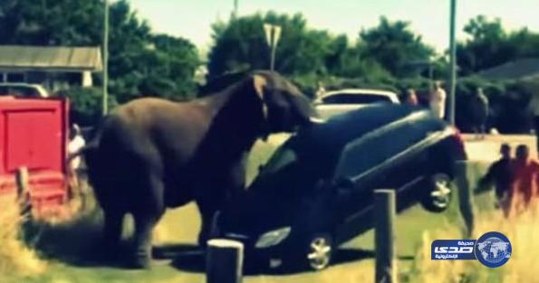 بالفيديو: فيل هائج يهاجم سياحًا ويحطم سياراتهم بالدنمارك