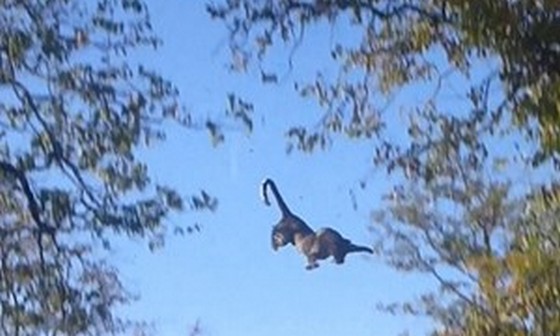 بالفيديو.. فهد يسبح في الهواء لاصطياد فريسته