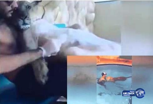 بالفيديو: شاب سعودي يدلك بطن أسد بالصابون ويسبح معه