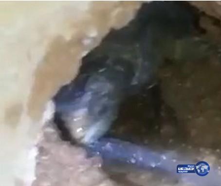 بالفيديو.. ضب يفاجئ صائديه بشربه الماء عند محاولتهم اغراق جحره