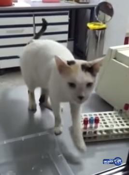 بالفيديو.. قط يتجوّل داخل مختبر مستشفى في مكة