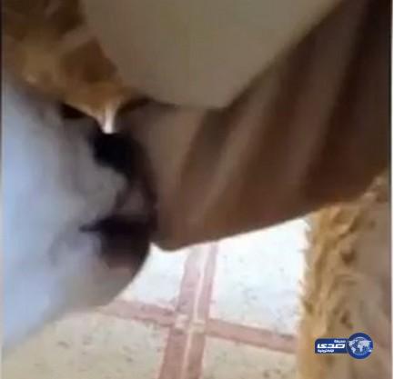 بالفيديو.. شاب يتنكر على شكل ماعز ليرضع عنزة صغيرة