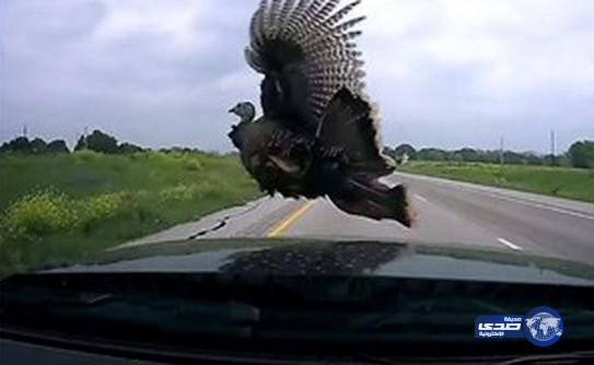 بالفيديو.. ديك رومي ينتحر بإلقاء نفسه على الزجاج الأمامي