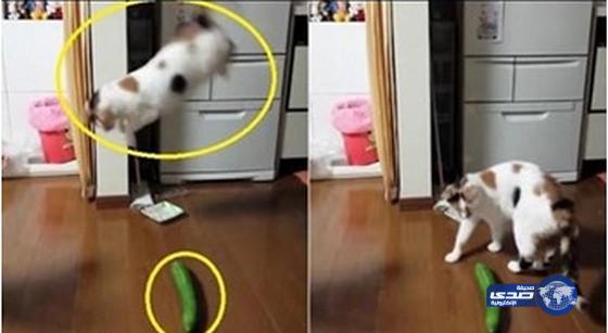بالفيديو.. قطة تصاب بحالة من الهلع وتقفز في الهواء بسبب حبة خيار