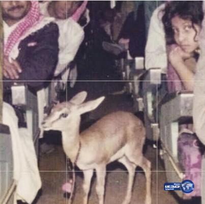 صورة نادرة لـ “غزال” على متن طائرة سعودية‎