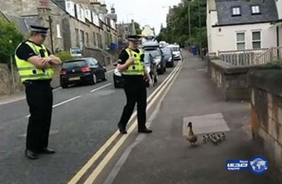 بالفيديو.. شرطيان يساعدان عائلة من البط ضلت طريقها في الشارع