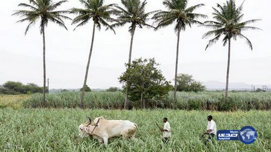 25 ألف فلاح هندي يهددون بالانتحار بيوم واحد