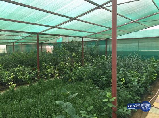 بلدية النقيع تنشيء ( مشتل ) لانتاج الزهور والاشجار