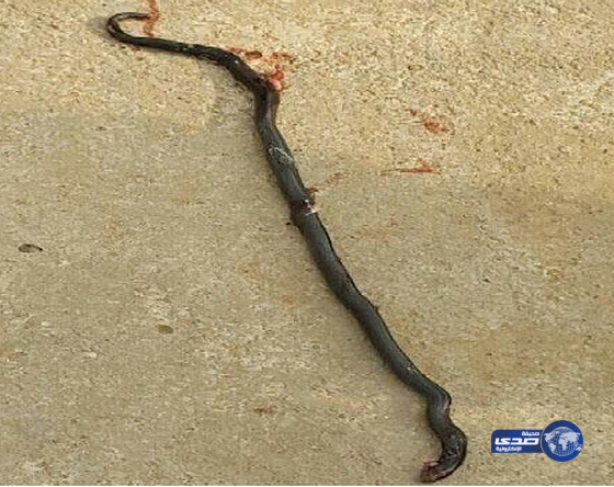 «لدغة ثعبان» تفتك بحياة امرأة بمحايل عسير