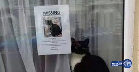 «قط» يمتنع عن الطعام في انتظار لحظة رجوع شقيقه المفقود!