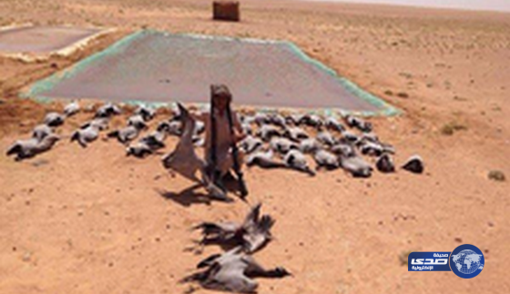 بالفيديو.. شُبان يصطادون أعداداً كبيرة من طيور &#8220;الكرك&#8221; النادرة.. ومطالبات بمحاسبتهم