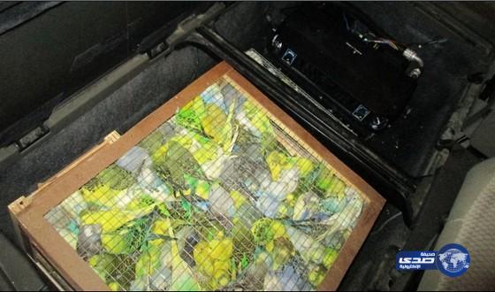 جمرك جسر الملك فهد يُحبط تهريب 2470 من طيور الزينة