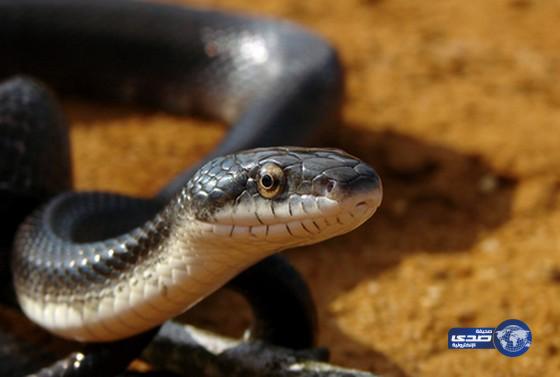 دبي تعثر على نوع جديد من الأفاعي في الإمارة