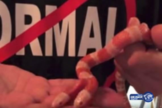 بالفيديو:اقتناء الثعبان الأمهق ذو الرأسين مقابل 50 ألف دولار