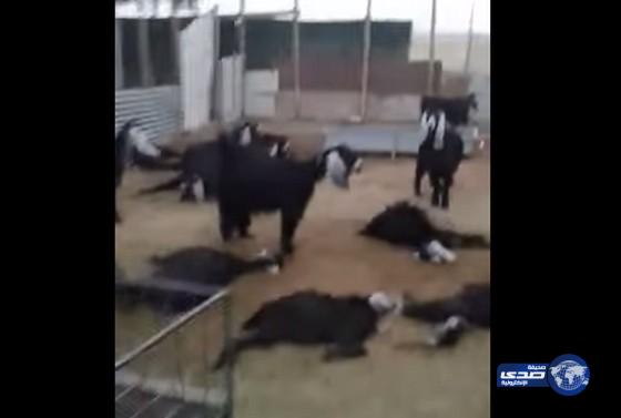 بالفيديو :نفوق مجموعة من الماعز بسبب البرسيم‎
