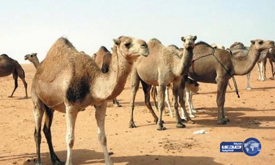 وزارة الزراعة: لاعلاقة لأي حيوان بـ”كورونا” غير الإبل