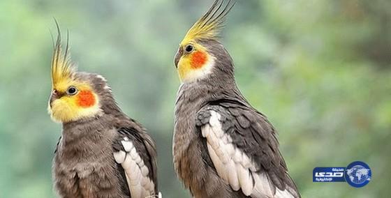 مليونيرة تتبرع بجزء من ثروتها للعصافير