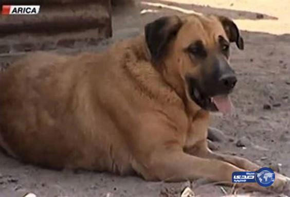 بالفيديو.. أم تتخلى عن طفلها وتتركه يرضع من كلبة حامل