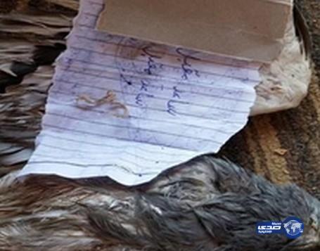 بالفيديو.. مواطن يعثر على ورقة “طلاسم” مربوطة على جناج طائر