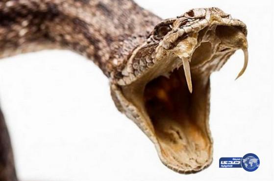 ثعبان يلدغ مزارعا في قضيبه أثناء تبوله