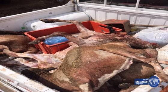 مصادرة 44 ذبيحة فاسدة في مكة