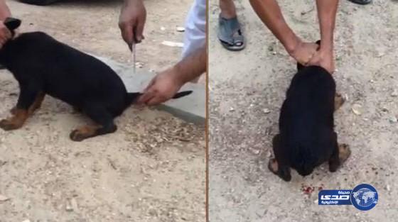 (الزراعة) تطالب الجهات الأمنية بملاحقة 3 شباب قطعوا ذيل كلب