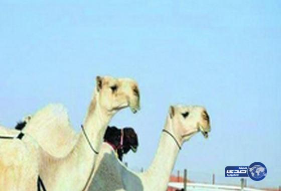 تأجيل “مزاين أم رقيبة” لهذا العام.. مراعاة للمصلحة العامة