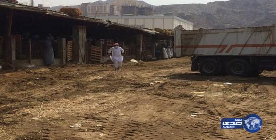 إزالة 138حظيرة عشوائية بسوق الأغنام في مكة