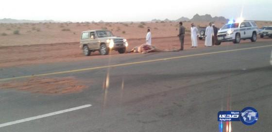 حوادث الإبل السائبه مستمره على طريق ضباء تبوك‎